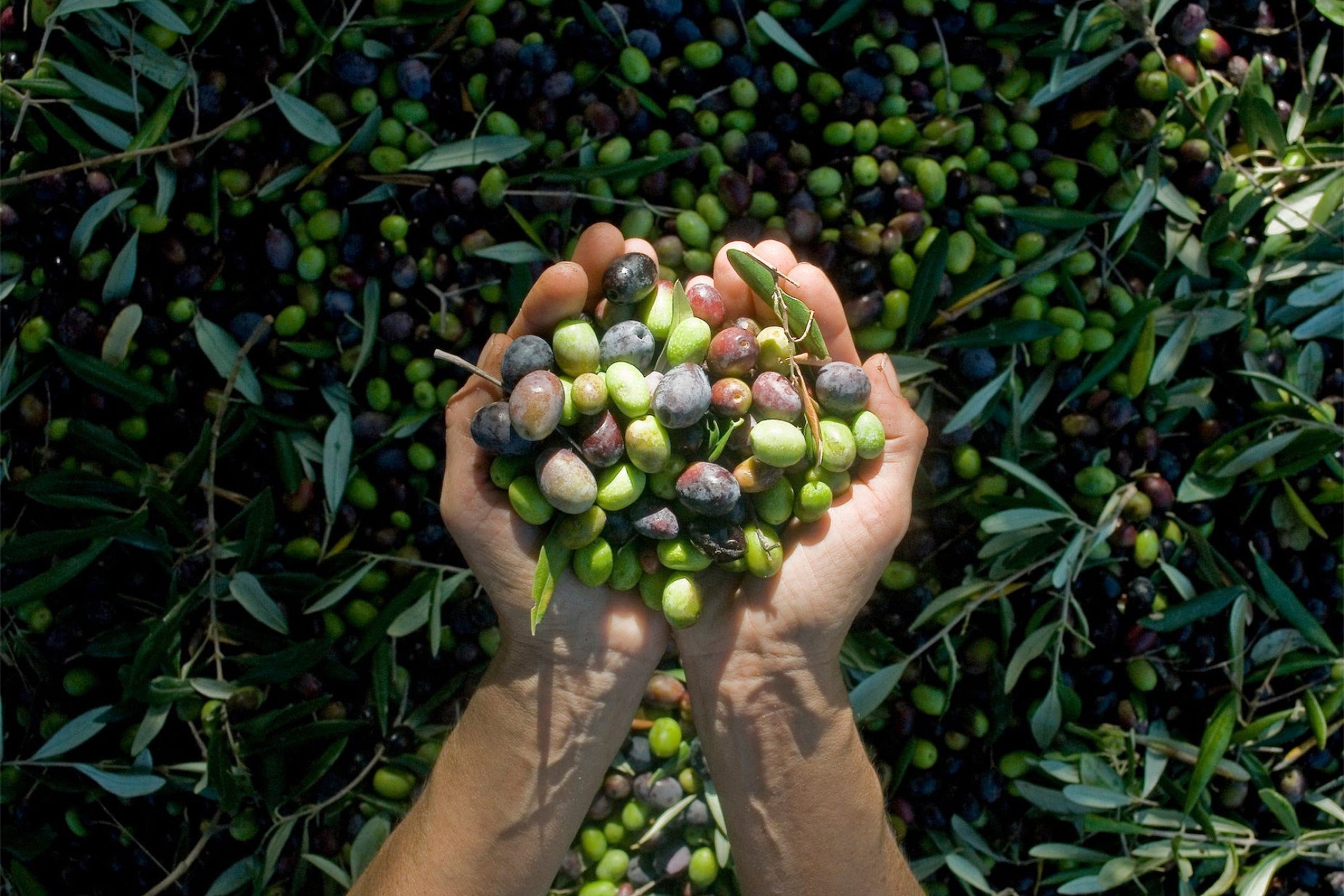 Why Is Ambrosia & Nektar Olive Oil More Expensive Than Other Brands?