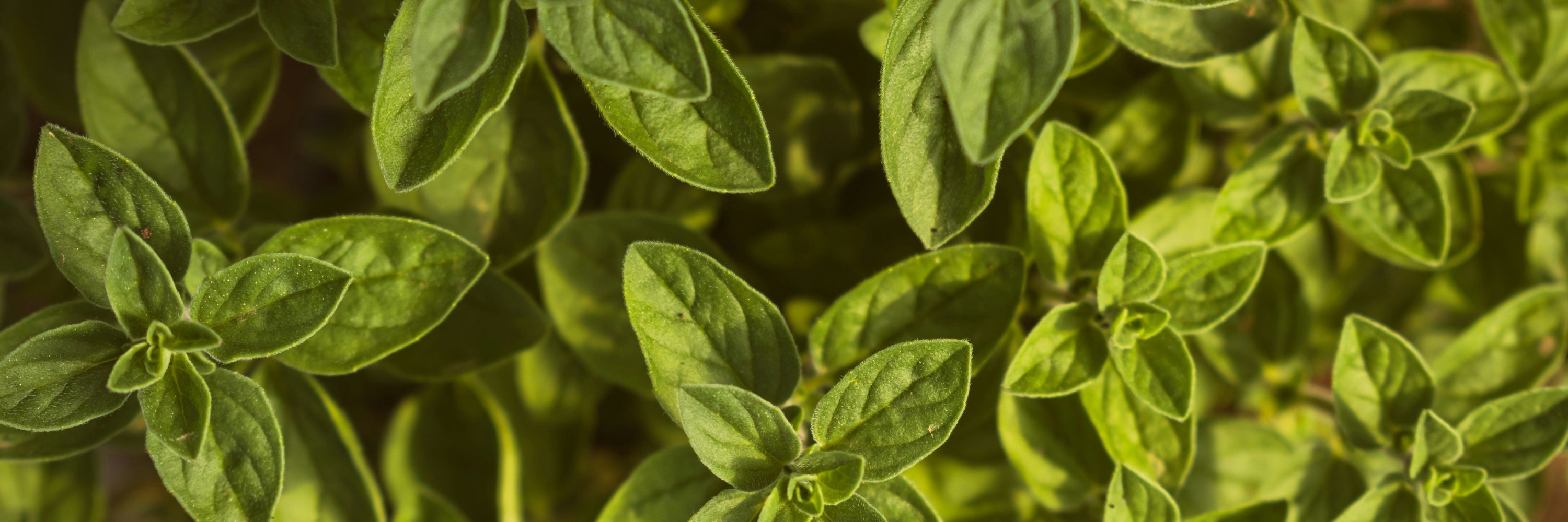 Close-up of green leaves with a blurred background
